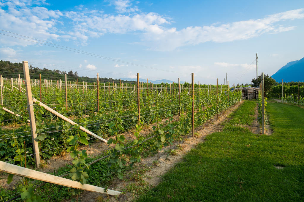 Ferienwohnung Pippohof Appiano Sulla Strada Del Vino Chambre photo